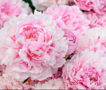 Цветы и растения - 15 | Wall-Style