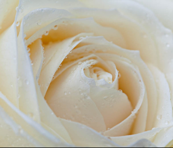 Цветы и растения - 85 | Wall-Style