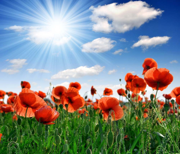 Цветы и растения - 46 | Wall-Style