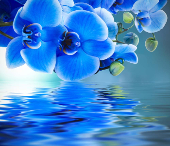 Цветы и растения - 125 | Wall-Style