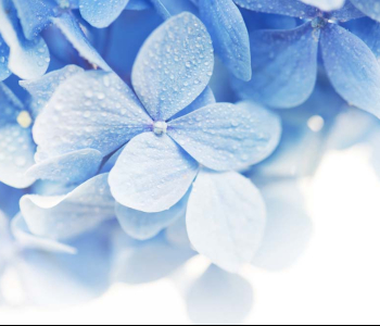 Цветы и растения - 3 | Wall-Style