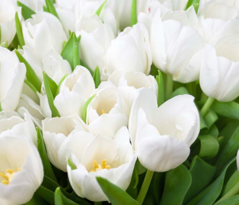 Цветы и растения - 19 | Wall-Style