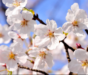 Цветы и растения - 52 | Wall-Style