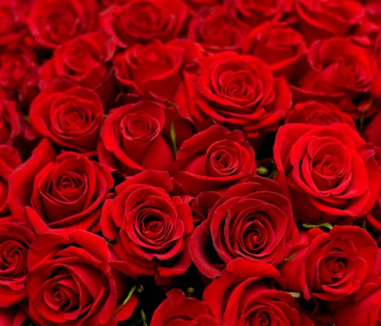 Цветы и растения - 110 | Wall-Style