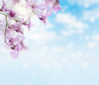 Цветы и растения - 23 | Wall-Style