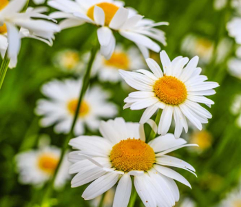 Цветы и растения - 15 | Wall-Style