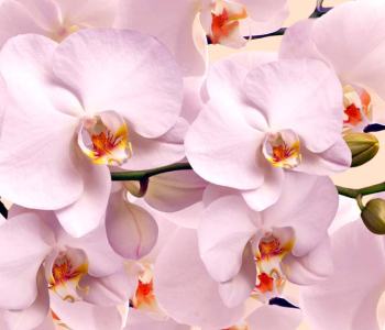 Цветы и растения - 158 | Wall-Style