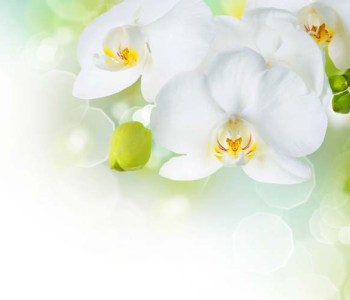 Цветы и растения - 68 | Wall-Style