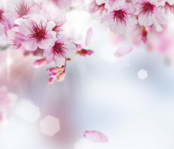 Цветы и растения - 68 | Wall-Style