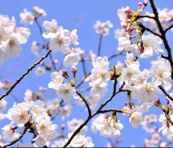 Цветы и растения - 49 | Wall-Style