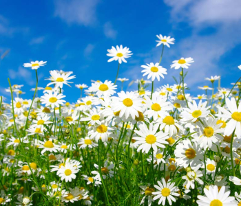 Цветы и растения - 86 | Wall-Style