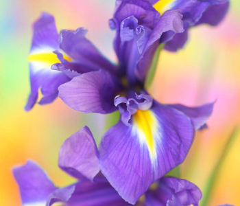 Цветы и растения - 62 | Wall-Style