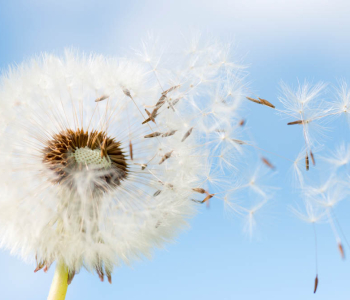 Цветы и растения - 14 | Wall-Style