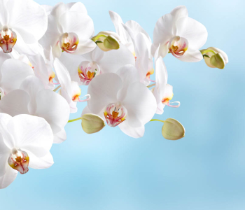 Цветы и растения - 153 | Wall-Style