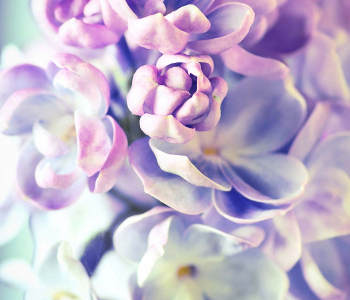 Цветы и растения - 31 | Wall-Style