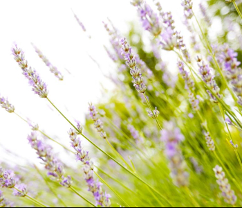 Цветы и растения - 16 | Wall-Style