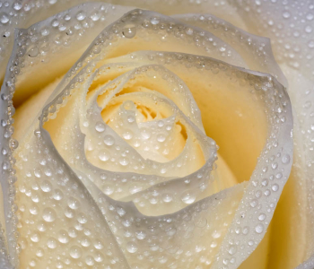 Цветы и растения - 120 | Wall-Style