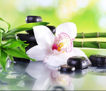 Цветы и растения - 17 | Wall-Style