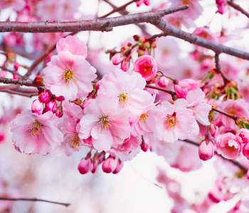 Цветы и растения - 70 | Wall-Style