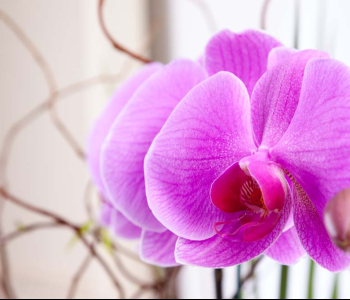 Цветы и растения - 186 | Wall-Style