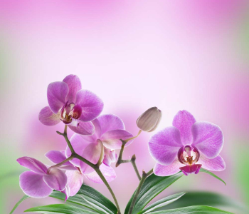 Цветы и растения - 211 | Wall-Style