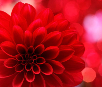 Цветы и растения - 16 | Wall-Style