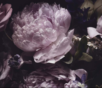 Цветы и растения - 11 | Wall-Style