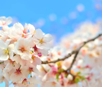 Цветы и растения - 19 | Wall-Style