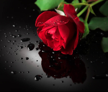 Цветы и растения - 122 | Wall-Style