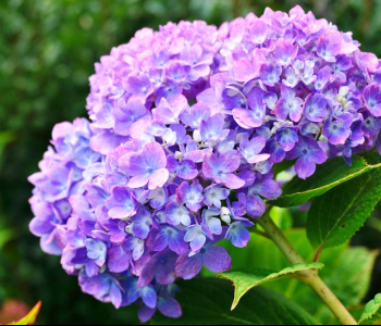 Цветы и растения - 19 | Wall-Style