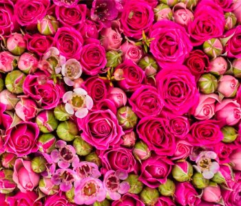 Цветы и растения - 195 | Wall-Style