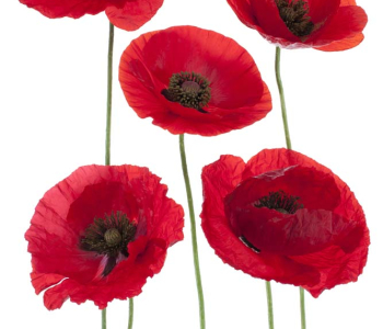 Цветы и растения - 79 | Wall-Style