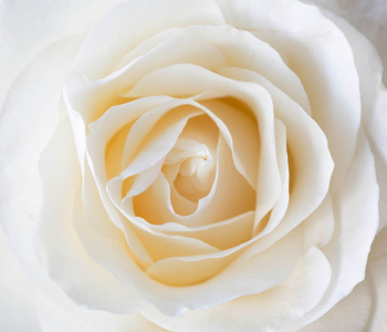 Цветы и растения - 168 | Wall-Style