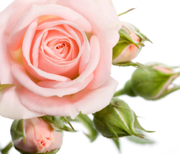 Цветы и растения - 116 | Wall-Style