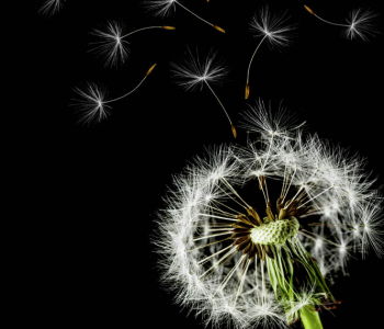 Цветы и растения - 84 | Wall-Style