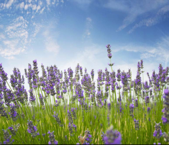 Цветы и растения - 38 | Wall-Style