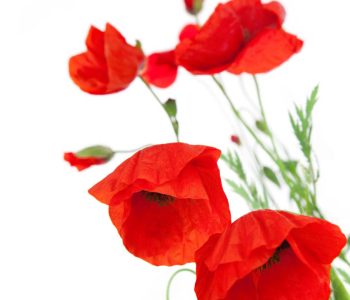 Цветы и растения - 41 | Wall-Style