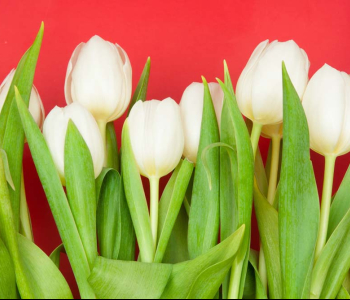 Цветы и растения - 63 | Wall-Style