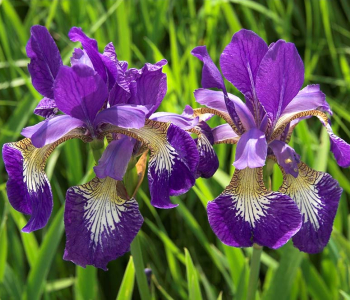 Цветы и растения - 24 | Wall-Style