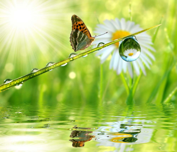 Цветы и растения - 125 | Wall-Style