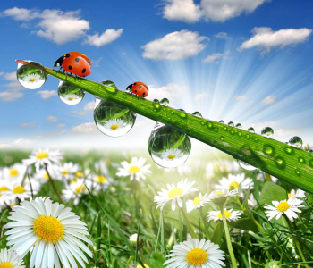 Цветы и растения - 21 | Wall-Style