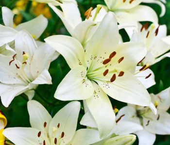 Цветы и растения - 68 | Wall-Style