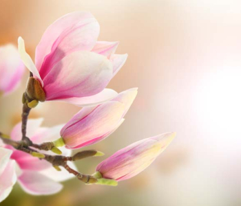 Цветы и растения - 75 | Wall-Style