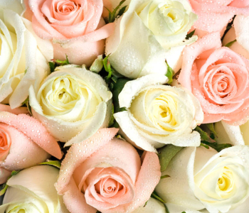 Цветы и растения - 126 | Wall-Style