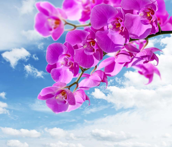 Цветы и растения - 149 | Wall-Style