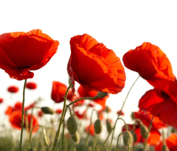 Цветы и растения - 42 | Wall-Style