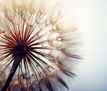 Цветы и растения - 90 | Wall-Style