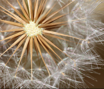 Цветы и растения - 86 | Wall-Style