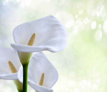 Цветы и растения - 187 | Wall-Style