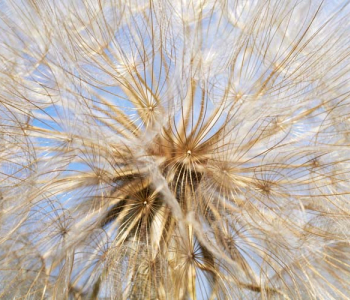 Цветы и растения - 75 | Wall-Style